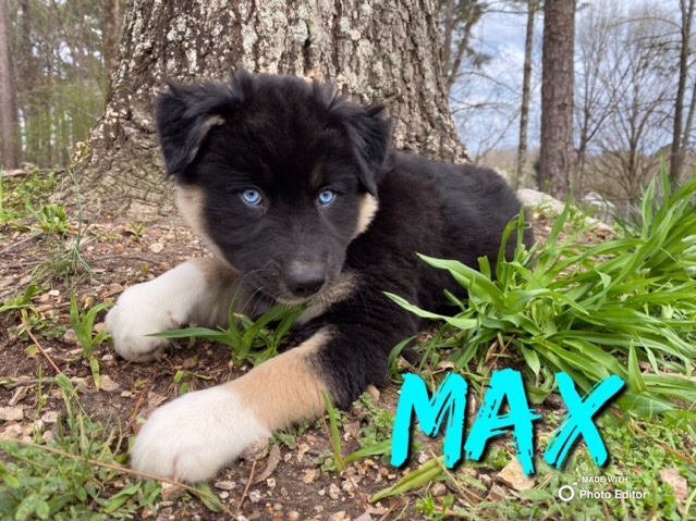 Siberian Husky – Huskies Mix