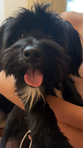 Yorkshire Terrier – 7 month old Leo in need of a good home asap