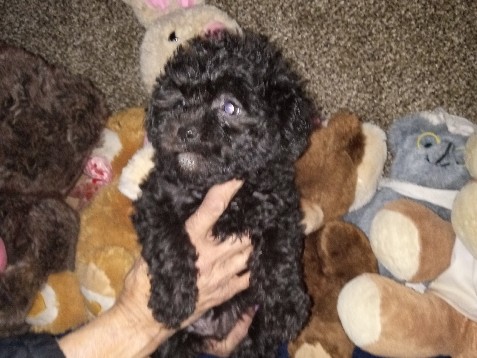 Poodle – absolutely adorable multipoos