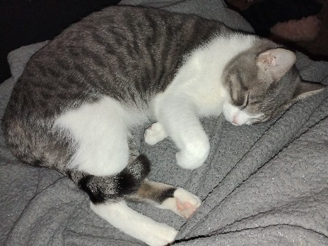 Jack: Age 1, dominant shorthair – Deming