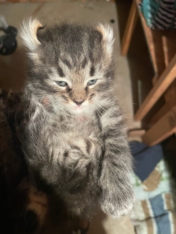 Highlander – sweet kittens for sale.