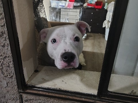 American Pit Bull Terrier – In need of a new home – Las Vegas