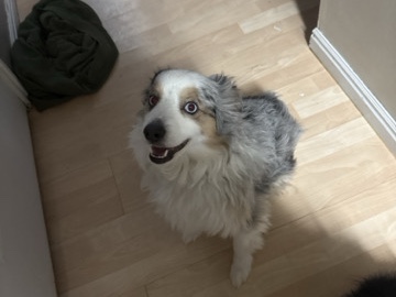 Image of Miniature Australian Shepherd