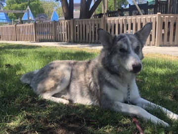 Siberian Husky – Husky/ Australian Shepard Needs a New Home – Pleasanton