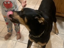 German Shepherd - German Shepard mix  available for adoption in San Antonio
