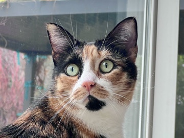 American Shorthair – Livvie Needs a Loving Home – Tracy
