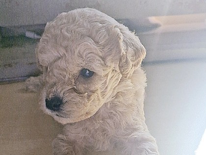 Poodle - Toy poodles Location DL14 0NB  available for adoption in London