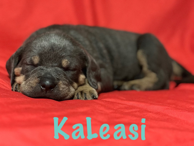 Rottweiler – Rottie-Corso Puppies