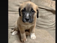 English Mastiff – Great pyrenees, English mastiff a girl – Clark's Harbour