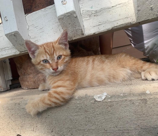 onmy way2work this little baby was in the street
