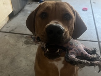 Black and Tan Coonhound – English coonhound – Corona