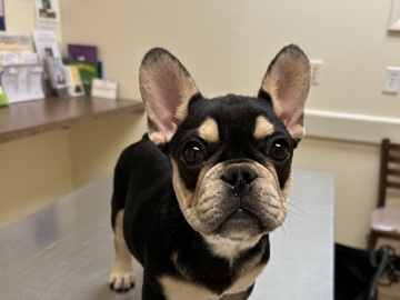 French Bulldog – French Bulldog Black & Tan