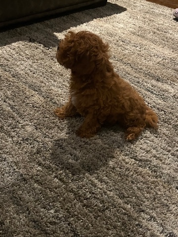 Cavalier King Charles Spaniel – Puppy looking for new home
