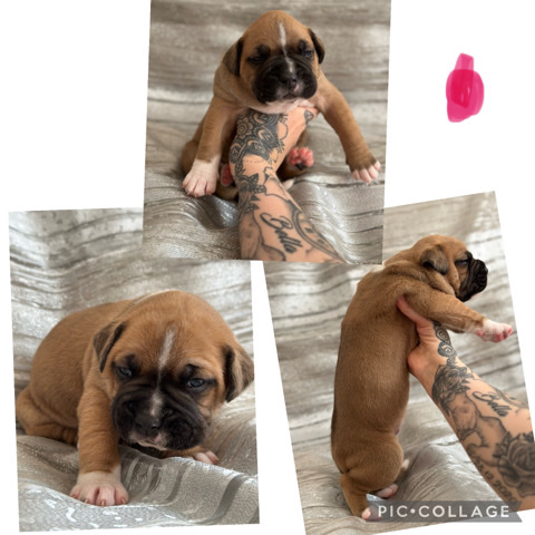 American Bulldog – American bulldog cross boxer puppies