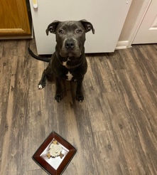 American Pit Bull Terrier – Loki needs a home
