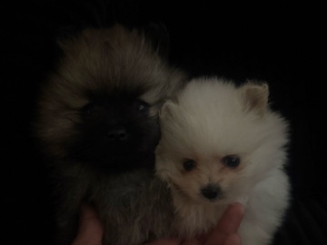 Pomeranian – Pomeranian Puppies – Santa Ana