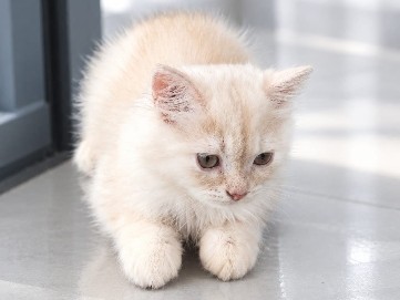 Persian (Modern) – Persian kitten – Kumbalgodu