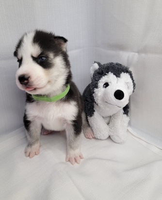 Siberian Husky
