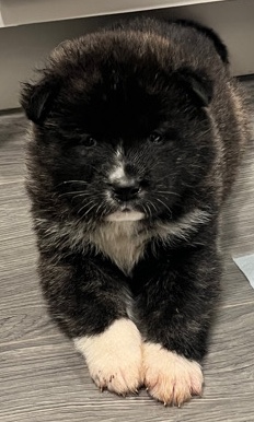 Akita – american Akita $***