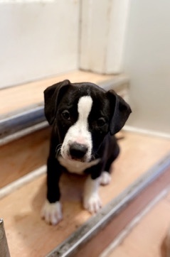 Tri bully x pitt (female) 12 weeks