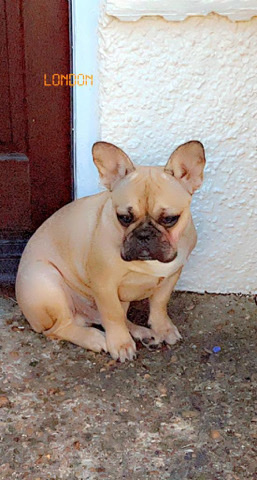 French Bulldog – Rehome Fench Bulldog