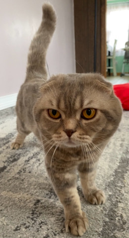 Scottish Fold – Scottish fold