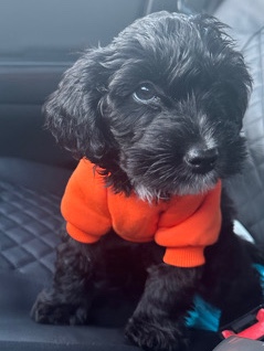 Selling A 6 Month Puppy 🐶