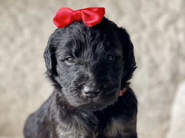 Goldendoodle – F1 Phantom Goldendoodle (female) – West Monroe