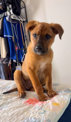 Rhodesian Ridgeback – rehome