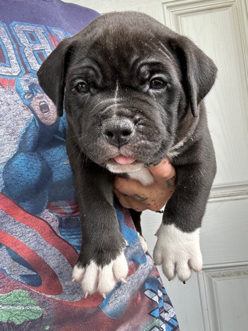 American Bully For Sell