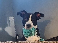 Mixed Breed – buddy – Grand Haven