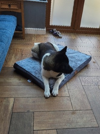 Akita – American Akita 10 months