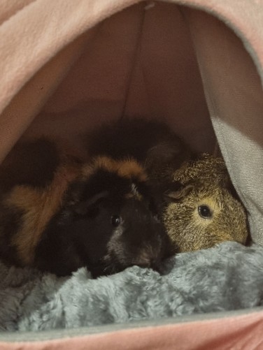 Female Guinea pigs