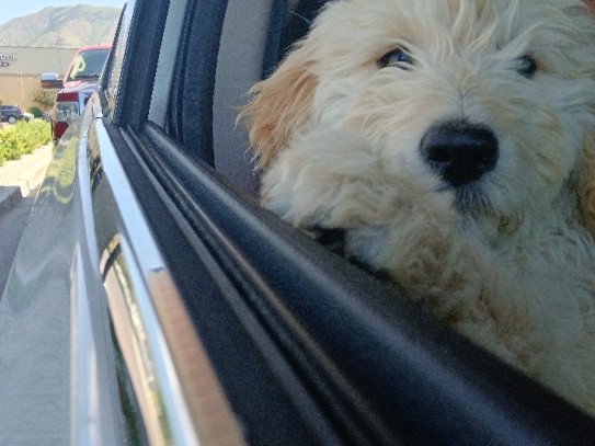 Poodle – puppy poodle