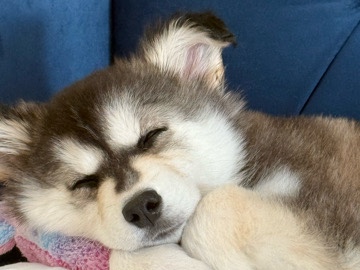 Siberian Husky – pomsky puppy – San Diego