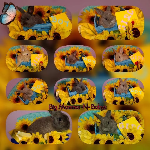 New Zealand – baby bunnies