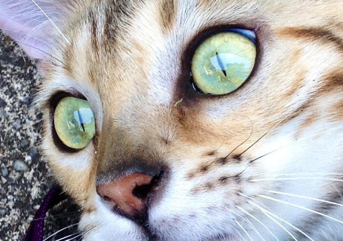 Bengal
