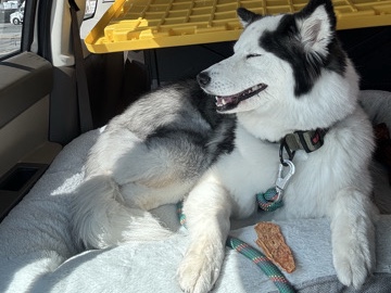 Siberian Husky – Siberian Husky $600 OBO – Baltimore