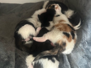 kittens – Newquay