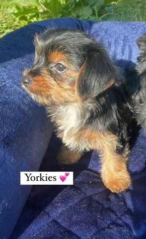 Yorkshire Terrier – Yorkie Puppies
