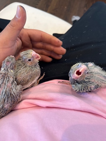 baby cockatiels 