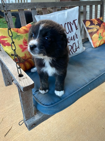Miniature Australian Shepherd – mini Aussie
