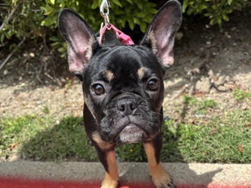 French Bulldog – Female French Bulldog – Dallas