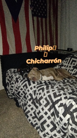 American Pit Bull Terrier – rehoming for Boys