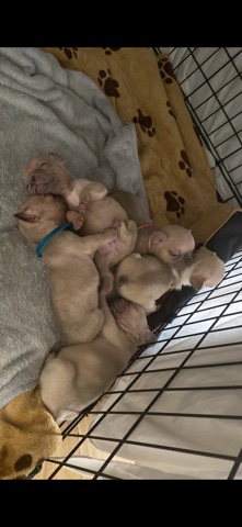 French Bulldog – ❤️ 🐶 4 little Frenchies 🐶❤️ Looking for a New 🏡