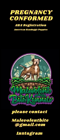 American Bandogge Puppies
