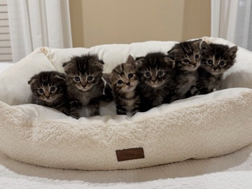 Scottish fold kittens 