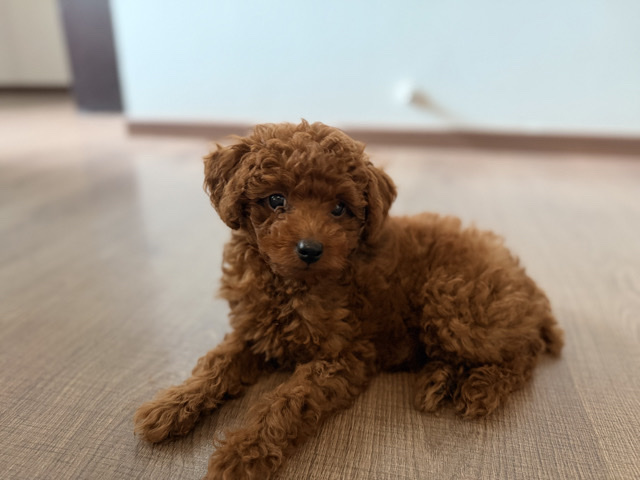 Poodle – toy poodle for sale – Bengaluru