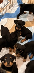 Rottweiler – Rottiweler puppies