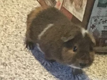 Guinea Pig – 2 female guinea pigs – Deer Park